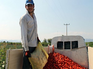 Domates üreticisi dertli