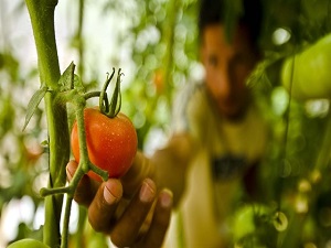 Gazze yıllık 3 bin ton organik tarım yapıyor