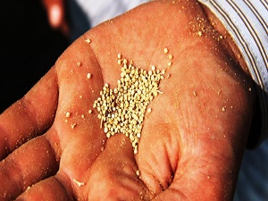 Kinoa bitkisinin tohum hasadı yapıldı