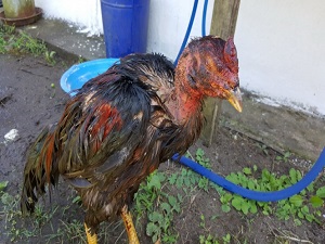 Horoz dövüştürenlere rekor ceza