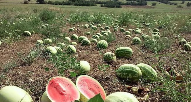 Tezgaha çıkan karpuz el yakıyor