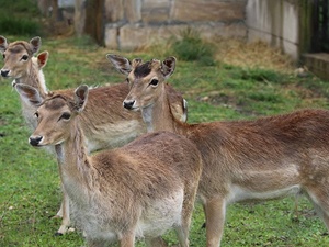 Yaban hayvanları için yeşil koridor