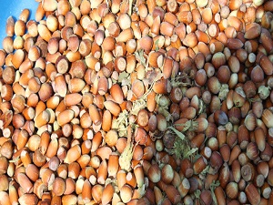 Fındık, üreticinin yüzünü güldürdü