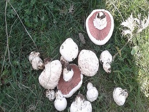 Ülkede mantar üretiminin yüzde 53'ü Korkuteli ilçesinden karşılanıyor