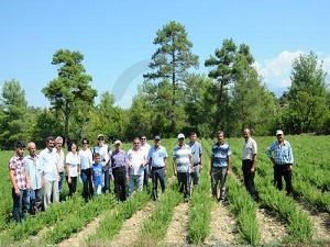 Türkiye aromatik bitkilerden yıllık 100 milyon dolar gelir sağlıyor