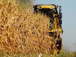 Mısırda hasat başladı