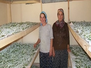 Evlerinde böcek yetiştirerek 5 bin lira kazandılar