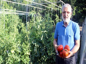 1 kiloluk domatesler görenleri şaşırtıyor