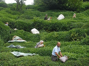 ÇAYKUR'dan çalışanlarına prim jesti