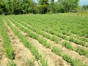 Dekarda 500 kilogram kekik alınıyor