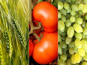 En çok buğday domates ve üzüm ürettik