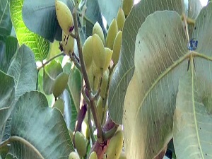 Fıstık üreticisi zor durumda