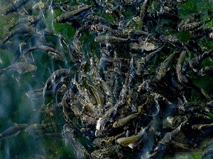 İstanbul Boğazı'nda kefal bolluğu