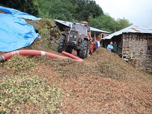 Fındık rekoltesi patozcuların yüzünü güldürdü