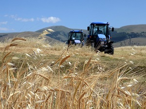 Çiftçilere, miyaz sineği uyarısı