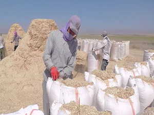Muş'ta saman sevkiyatı başladı