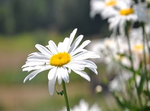 Allah 100 yıl sonra tekrar diriltti