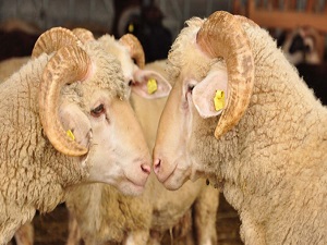 Kurban Komisyonu besici ve üretecileri uyardı