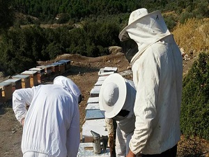 Bal çok, üreticisine tadı yok
