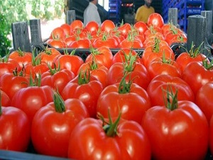 Domates fiyatı dibe vurdu