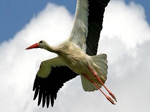 UEDAŞ'tan leyleklere özel yuva