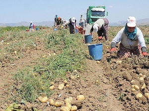 Patateste rekolte beklentisi yüksek