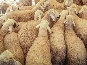 Kurbanlık hayvan sıkıntısı yaşanmayacak