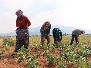 'Fiyatı altınla ölçülen ürün'de hasat zamanı