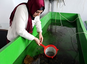 Balıklar için canlı yem üretiyor