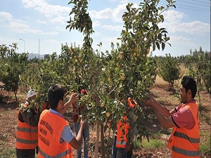 15 çeşit meyve ihtiyaç sahiplerine dağıtılıyor