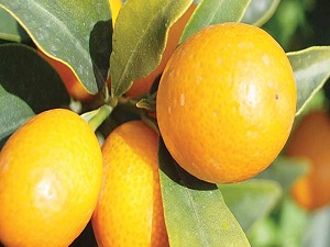 Antioksidan deposu: Kamkat