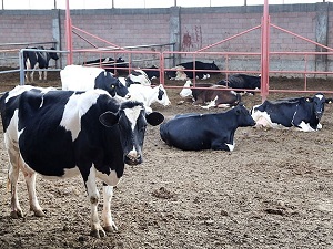 Et fiyatları embriyo transferi ile düşebilir'