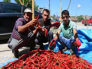 Adana'da salçalık biber sezonu başladı