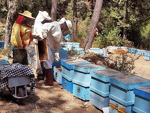 Terör balın da 'tadını' kaçırıyor