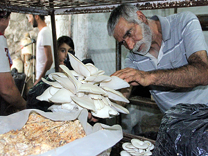 Çoban bulamayınca mantarcılığa başladı