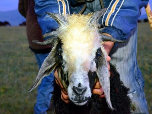 6 boynuzlu kuzu görenleri şaşırtıyor