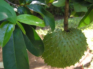 Amazonlarda yetişen meyve, kanser hastalarına umut oldu