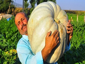 Dev kabaklar görenlerin ilgisini çekiyor