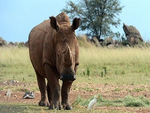 1 yılda 749 gergedan katledildi