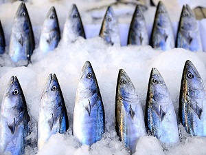 Hamsi, palamut ve istavrit tezgahları dolduracak