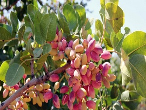 Antep fıstığında rekor üretim çıktı