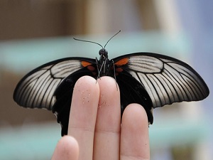 Filipinler'den bin 700 kelebek getirildi