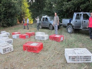 Kaynarca'da 700 sülün doğaya salındı