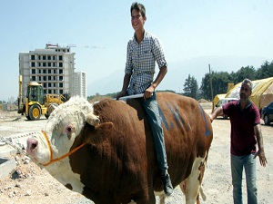 Otomobil fiyatına kurbanlık boğa