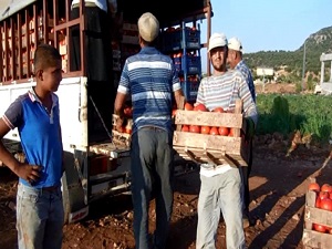Domates üreticisini 'aracılar' vuruyor