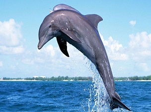 Balıkçılara uyarı: 'Yunus avı yasak'