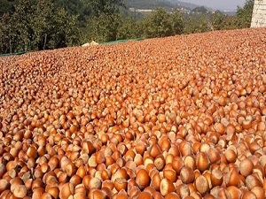 Emanet fındık fiyatları düşürdü