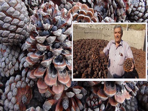 Ülke ekonomisine 20 Milyon'luk katkı!