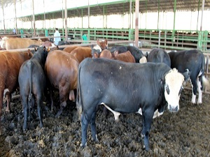 Kurban fiyatları cep yakıyor