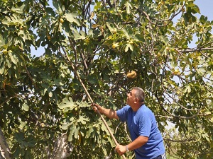 İncir üreticisi altın yılını yaşayacak